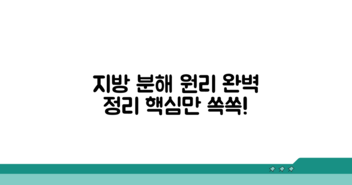 지방 분해 원리 완벽 정리